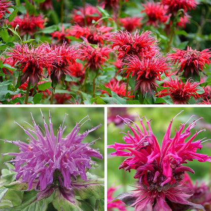 Worry-Free Bee Balm Collection