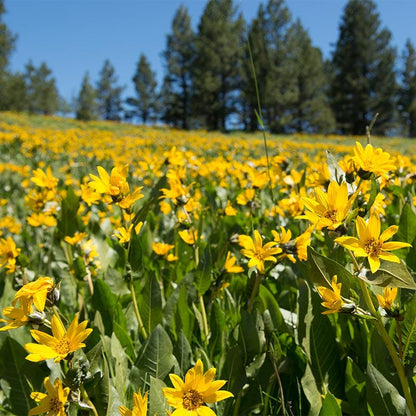 Mule's Ears Seeds (Wyethia)