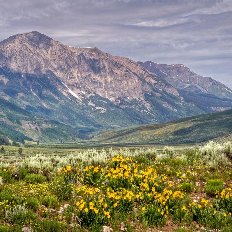 Mule's Ears Seeds (Wyethia)