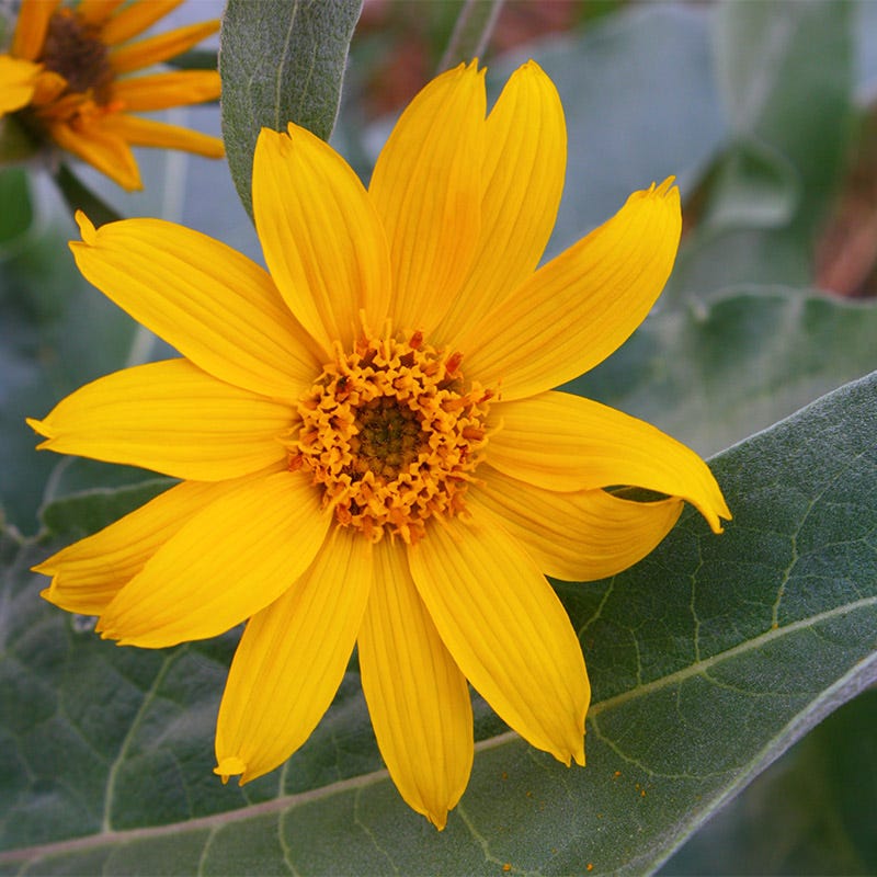 Mule's Ears Seeds (Wyethia)