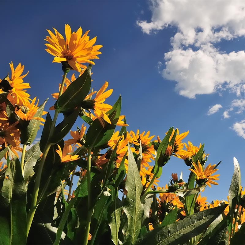 Mule's Ears Seeds (Wyethia)