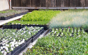 High Country Gardens perennial plants in our greenhouse