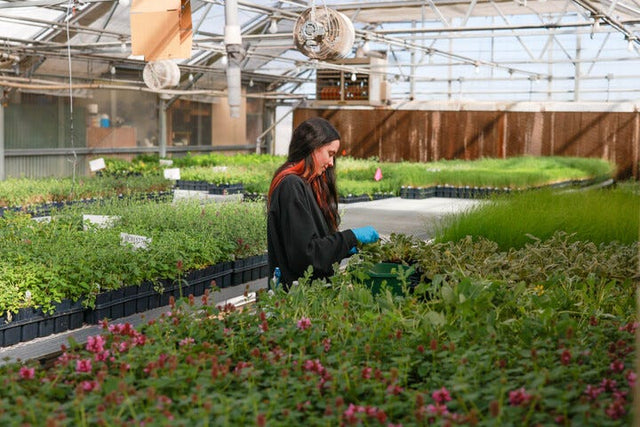 Caring for plants in our greenhouse