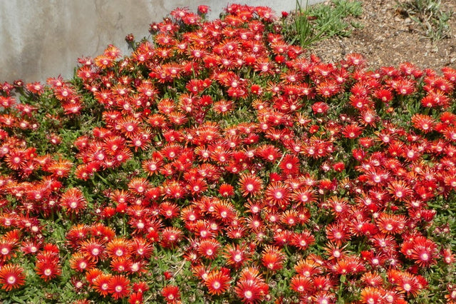 Whether you're planting a walkway or looking for an interesting lawn alternative, Ice Plant (Delosperma) is a groundcover with major impact! With attractive succulent foliage and shimmering flowers, they're essential for drought-tolerant landscapes.