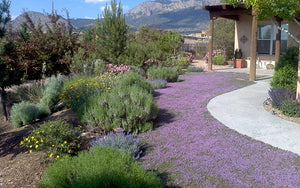 Groundcover with blooming garden