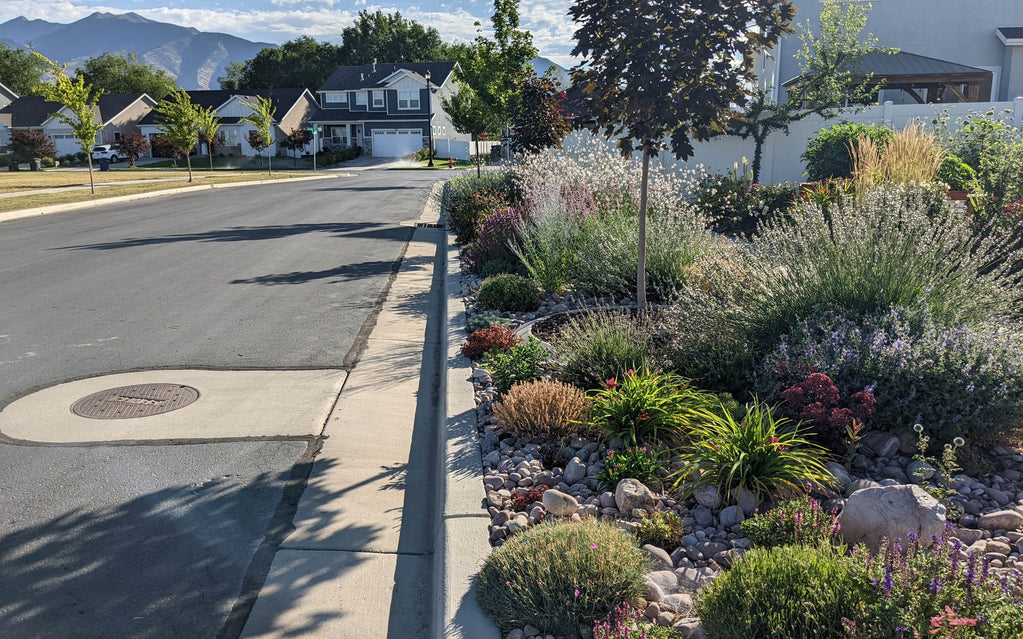 A colorful perennial garden blooms in the parkstrip, between the sidewalk and the road, of a neighborhood in Utah