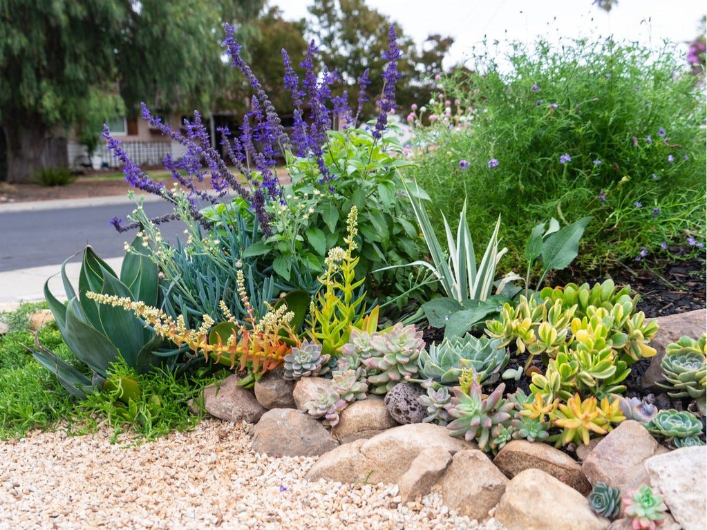 waterwise front yard sidewalk garden design with succulents