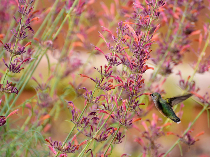 A hummingbird sips nectar from the tubular flowers of Agastache rupestris.