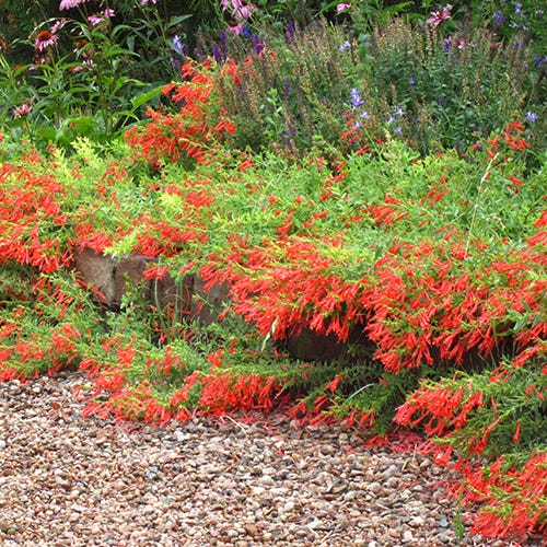 Orange Carpet® Creeping Hummingbird Trumpet (Zauschneria)