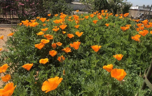 California Poppy (Eschscholzia californica) native wildflower