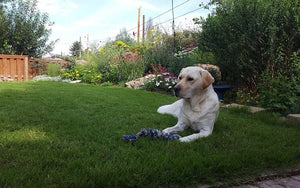 A yellow lab lays on a nice established DogTuff lawn with a colorful garden behind him