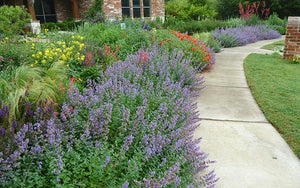 Nepeta along walkway