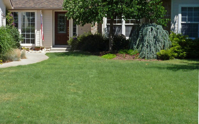 Home with buffalo grass planted in yardg