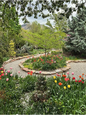 Tulips donated from High Country Gardens blooming at the Ogden Botanical Gardens. Courtsey of Ogden Botanical Gardens Instagram.