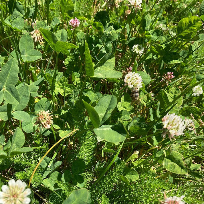 Xeriscape Clover Lawn Seed Mix | High Country Gardens