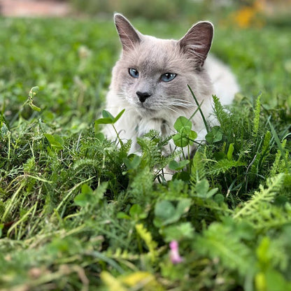 Xeriscape Clover Lawn Seed Mix