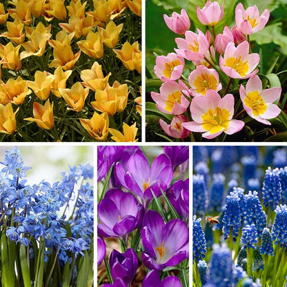 Years Of Blooms Bulb Collection