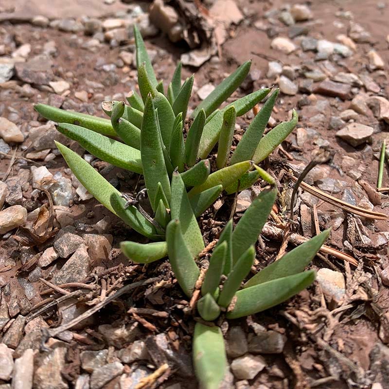 Yellow Flowered Ice Plant (Bergeranthus)