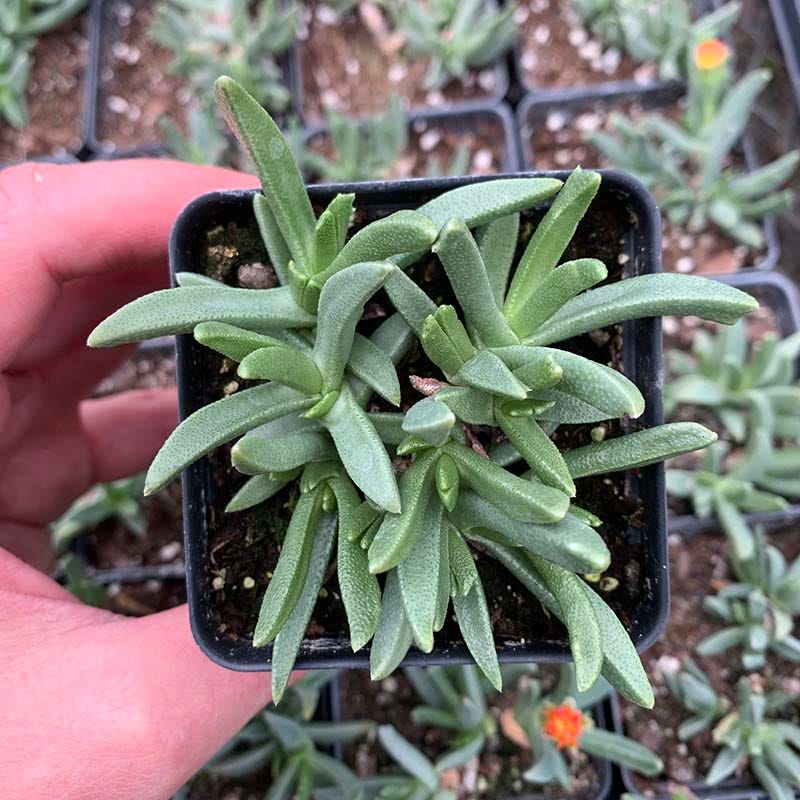 Yellow Flowered Ice Plant, Bergeranthus vespertinus