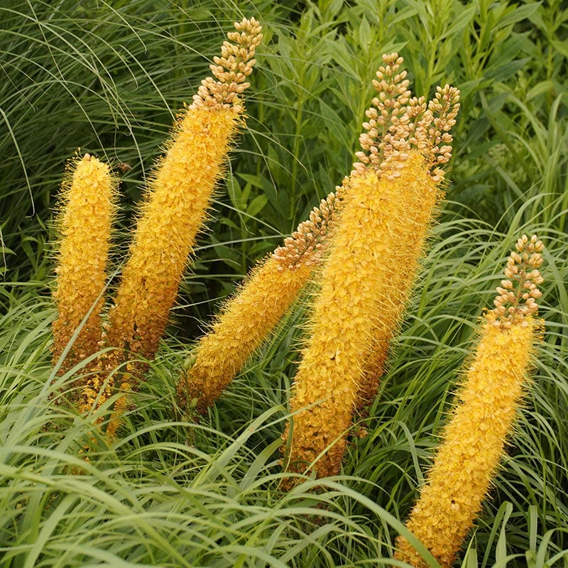 Yellow Foxtail Lily (Eremurus)