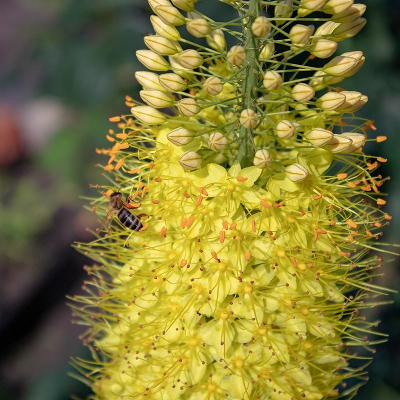 Yellow Foxtail Lily (Eremurus) - Thumbnail 2
