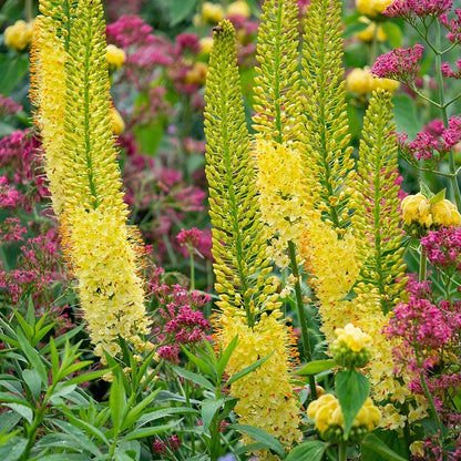 Yellow Foxtail Lily (Eremurus)