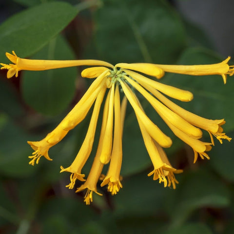 planting and seeding for sale clayton Lonicera sempervirens 'John Clayton'