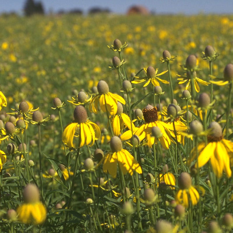 mississippi wildflower seeds Little Prairie Native Wildflower Seed Mix