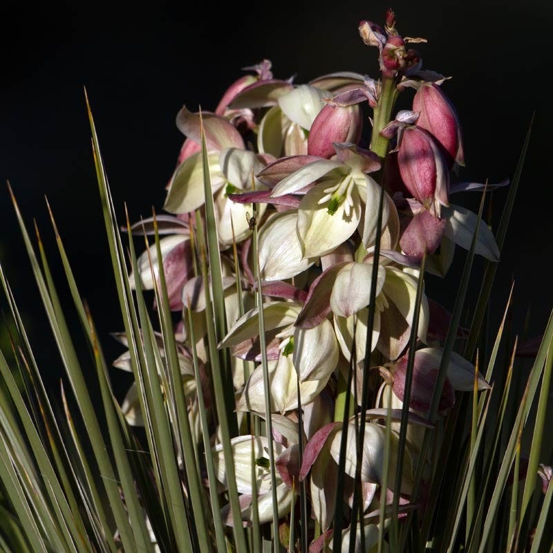 Banana Yucca, Yucca baccata