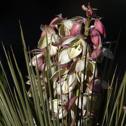 Banana Yucca