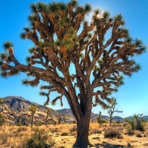 joshua tree indoor plant Joshua Tree (Yucca)