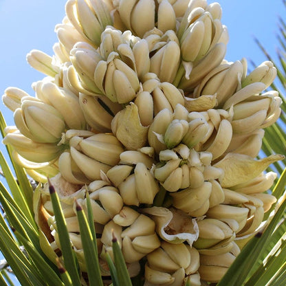 joshua tree house plant Joshua Tree, Yucca brevifolia