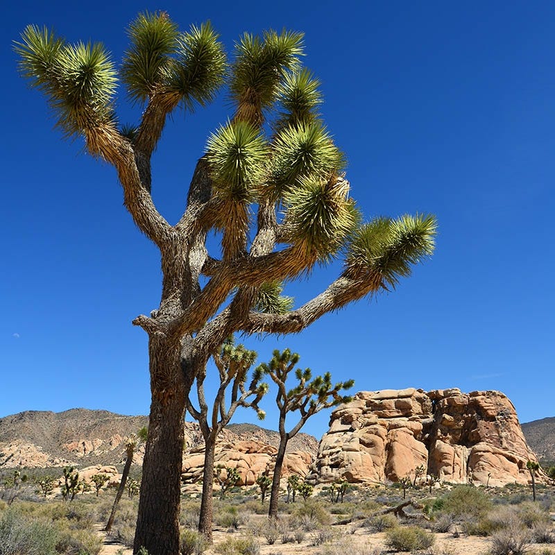 Joshua Tree (Yucca)