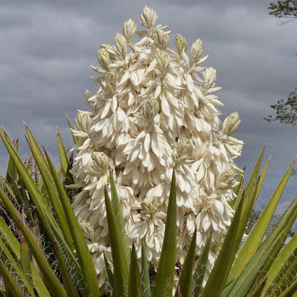 Spanish Dagger Tree Yucca