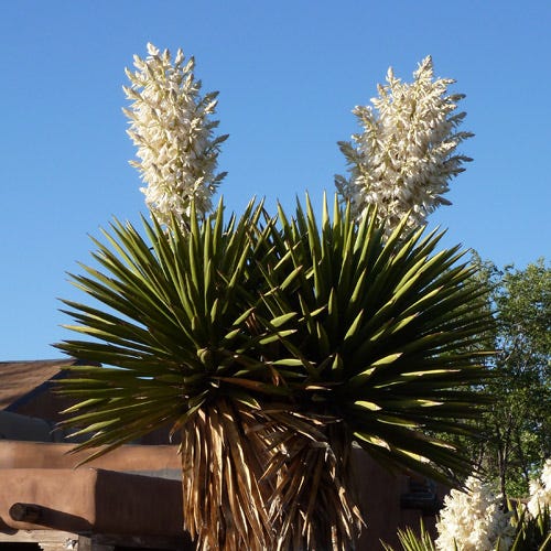 Spanish Dagger Tree Yucca