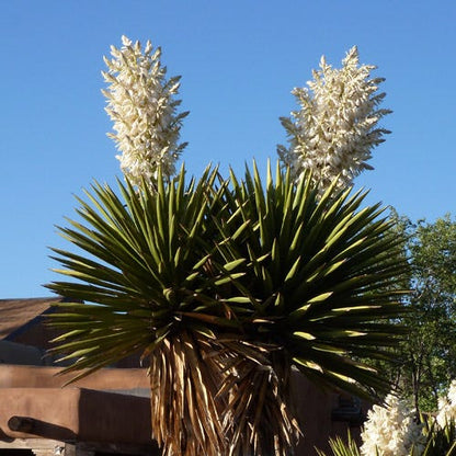 Spanish Dagger Tree Yucca