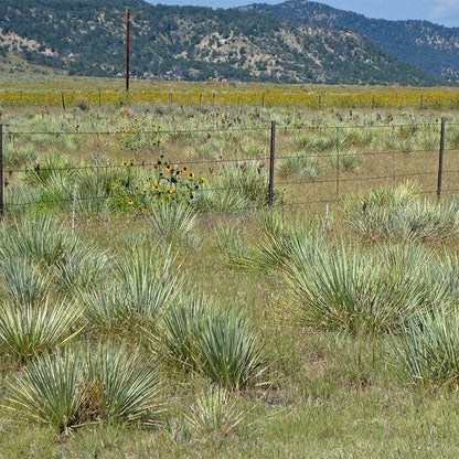 Trinidad Yucca