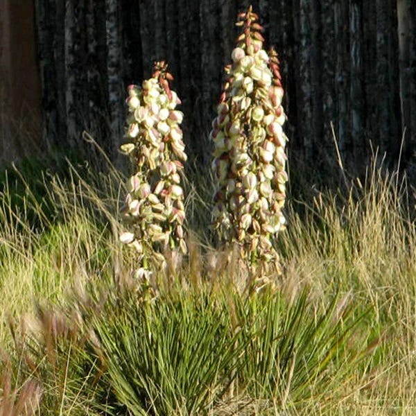 Plains Yucca, Yucca glauca