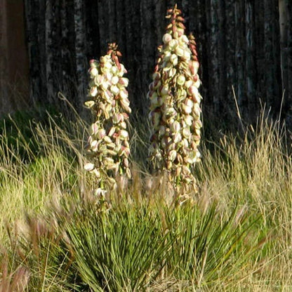 Plains Yucca
