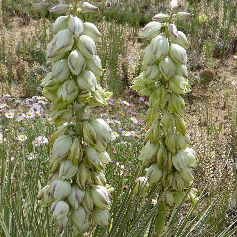 Trinidad Yucca