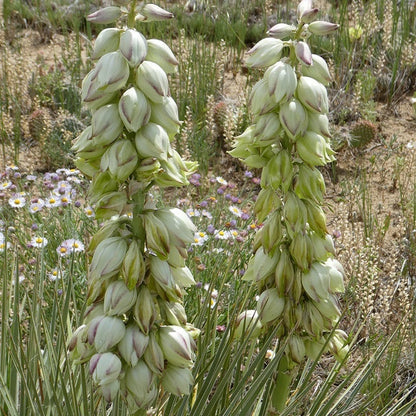 Trinidad Yucca