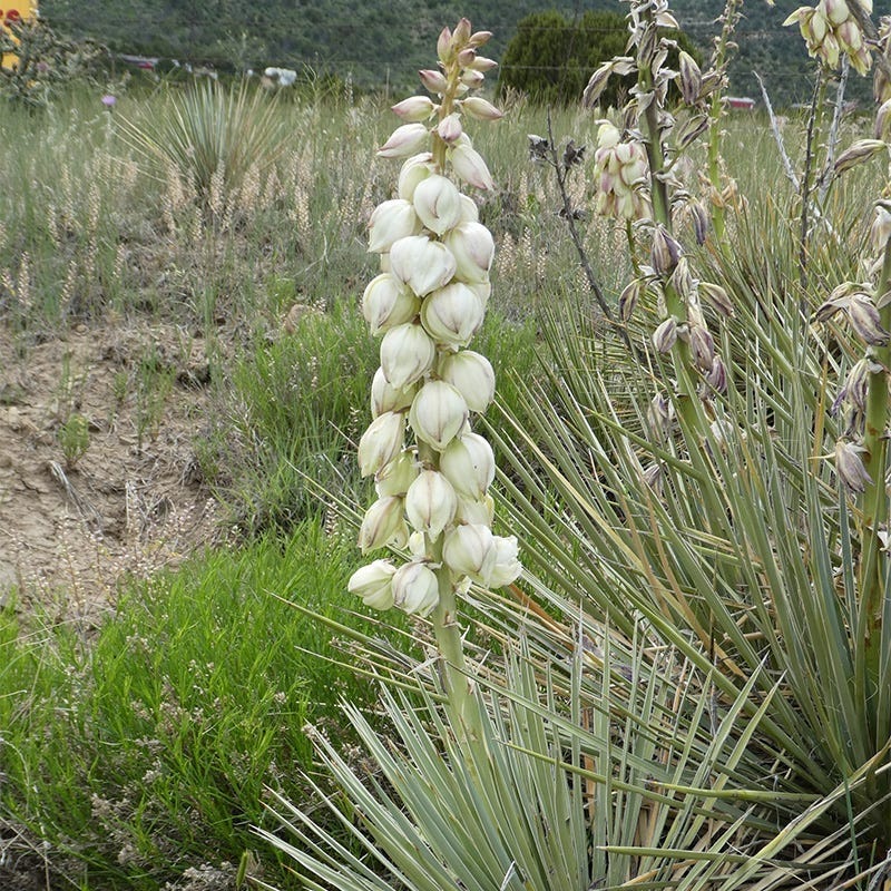 Trinidad Yucca | Cold-Hardy Evergreen Accent