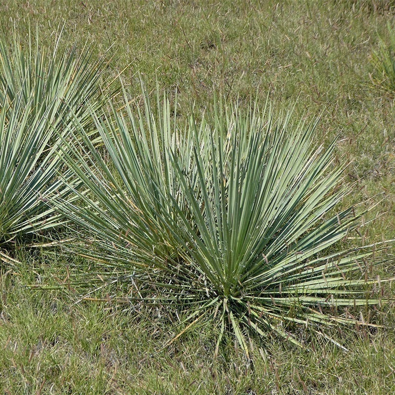 yucca cane cold hardiness Trinidad Yucca