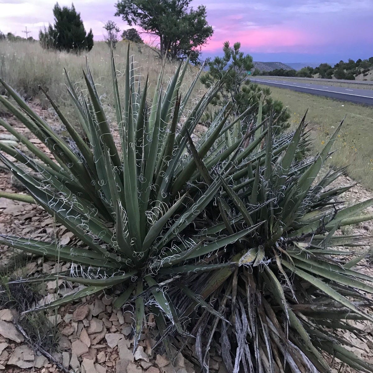 Blue-Leaf Banana Yucca