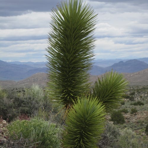 Compact Joshua Tree, Yucca brevifolia v. jaegeriana | High Country Gardens