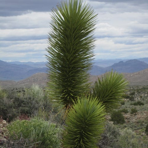joshua tree plant Compact Joshua Tree, Yucca brevifolia v. jaegeriana
