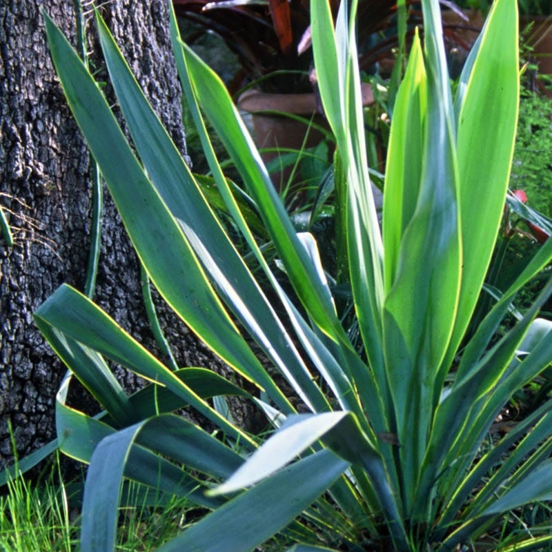 Nodding Texas Yucca, Yucca cernua | High Country Gardens