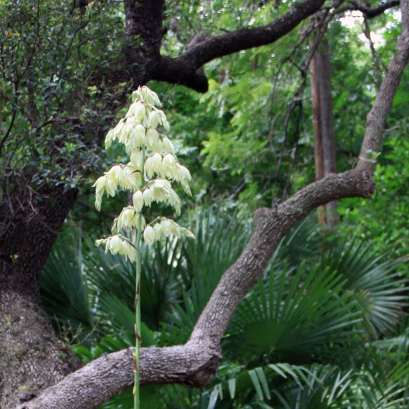Nodding Texas Yucca