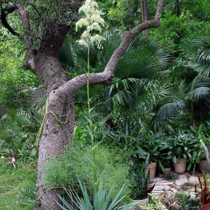 Nodding Texas Yucca