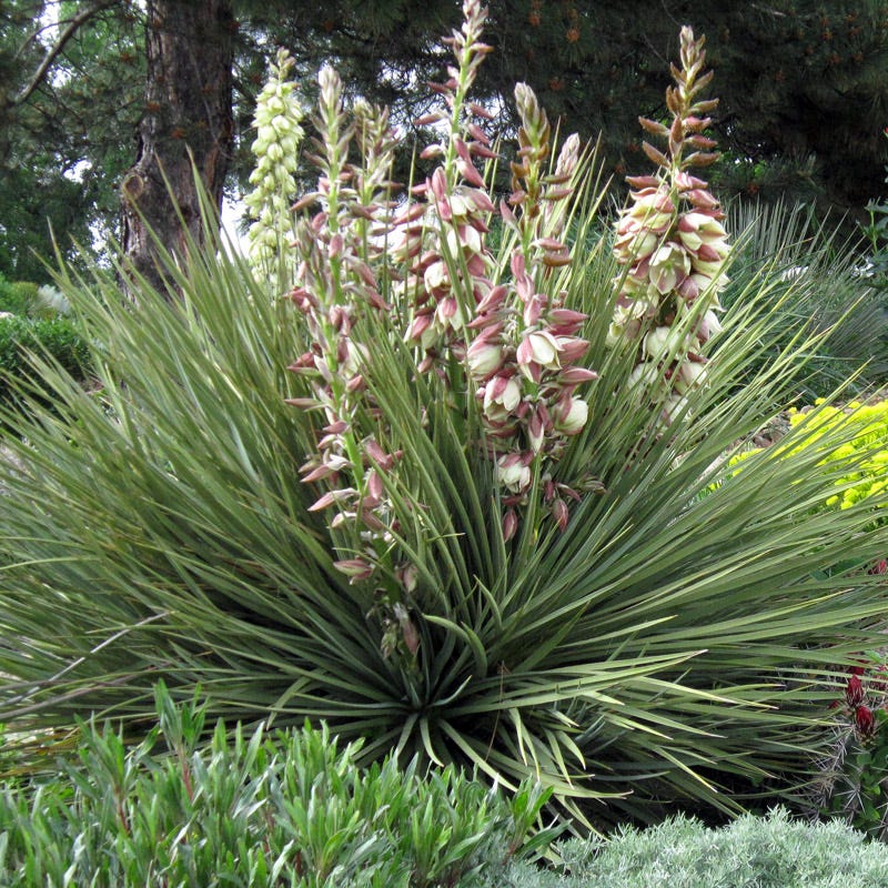 Plains Yucca